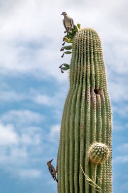 Saguaro kaktüsü kuşlar n Sonoran Çölü