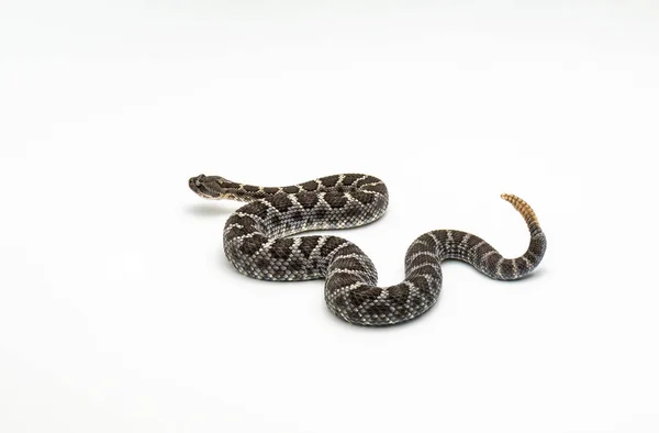 亚利桑那州黑响尾蛇白色背景 Crotalus 地狱犬 — 图库照片
