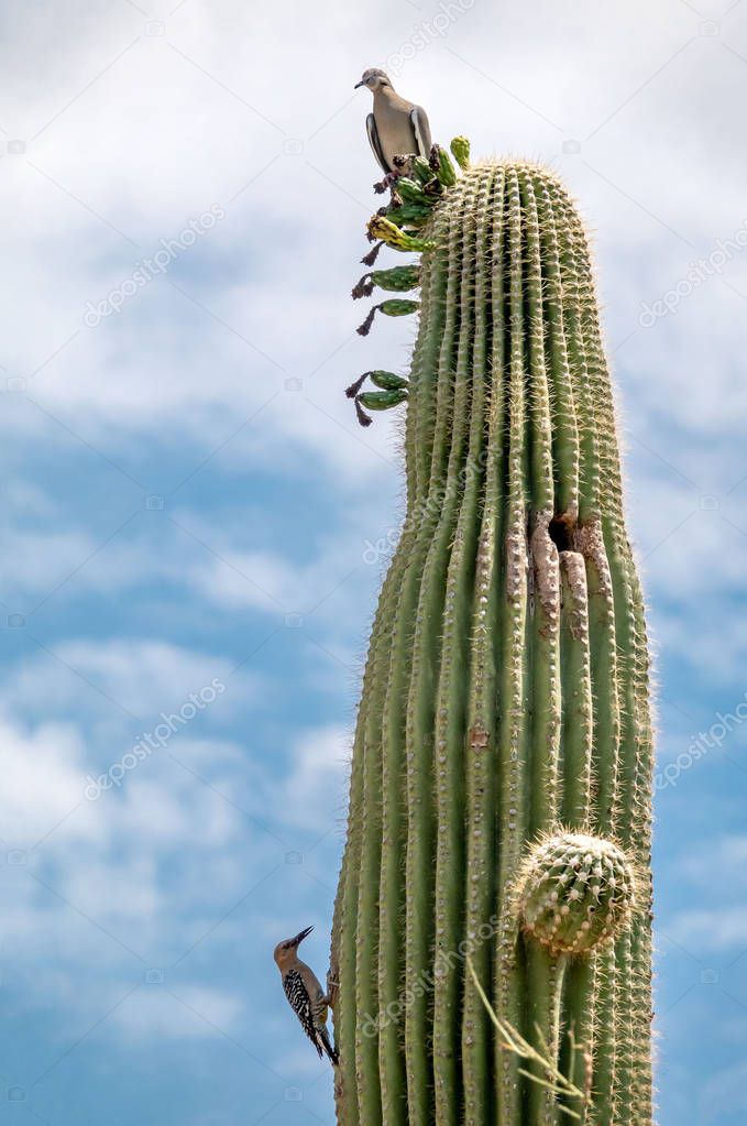 Saguaro Cactus with Birds n the Sonoran Desert
