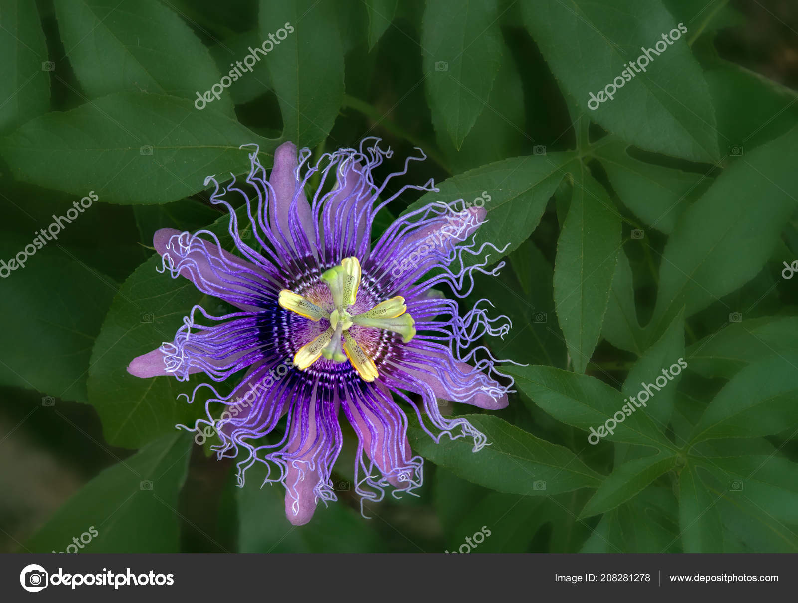 Get Passion Flower Plant With Green Leaves Background Stock Photo For iPhone Wallpaper Passion Flower Plant With Green Leaves Background Stock Photo For iPhone