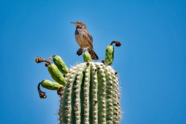 Kaktüs çit kuşu Sonoran Çölü'nde ile Saguaro kaktüs meyve