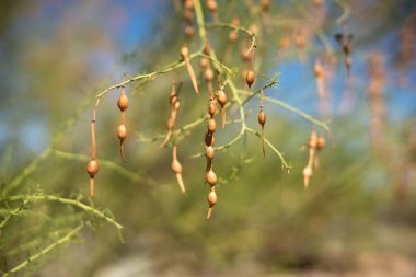 Palo Verde fasulye bakla, yenilebilir bitki Sonoran Çölü