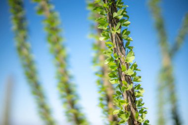 Ocotillo çöl kaktüs yaprakları yakın çekim bitki Sonoran Çölü'nde
