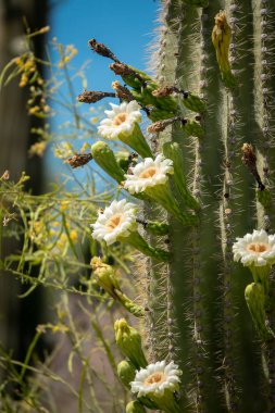 Saguaro kaktüs çiçeği beyaz çiçek ve meyve