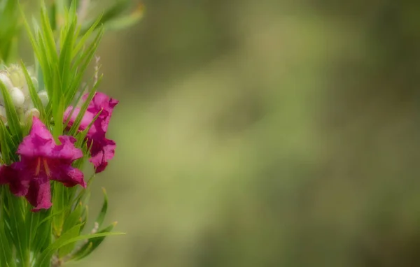 Pouštní Willow Flower scéna s negativní prostor — Stock fotografie