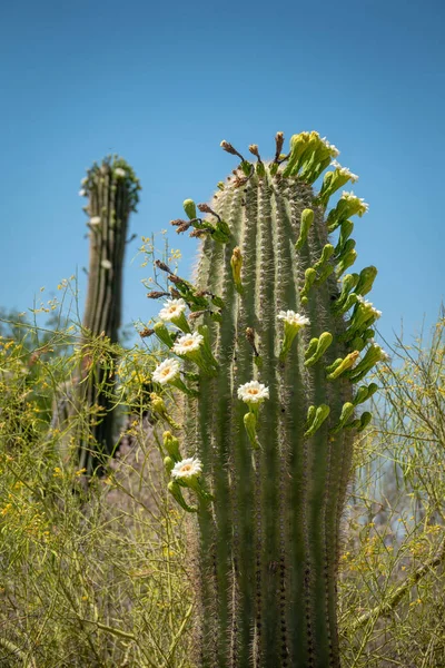 Saguaro kaktüs çiçeği beyaz çiçek ve meyve