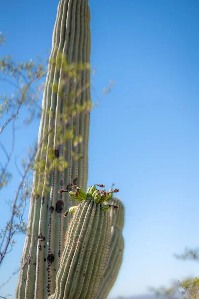 흰 꽃 및 과일 saguaro 선인장 꽃 — 스톡 사진