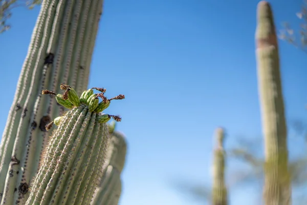 흰 꽃 및 과일 saguaro 선인장 꽃 — 스톡 사진