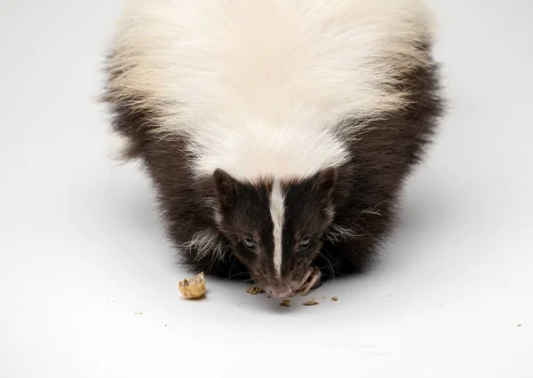 Striped Skunk White Background Isolated — Stock Photo, Image