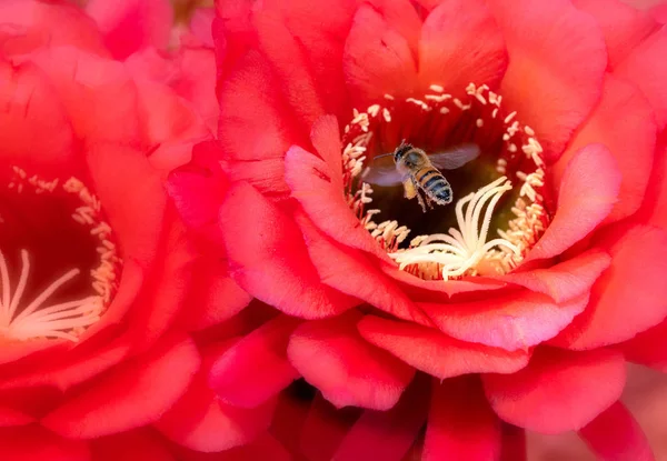 蜂の花粉とトーチ サボテン花の花 — ストック写真