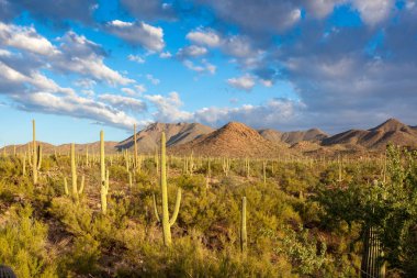 Saguaro Milli Park Amerikan Southwest Sonoran Çölü