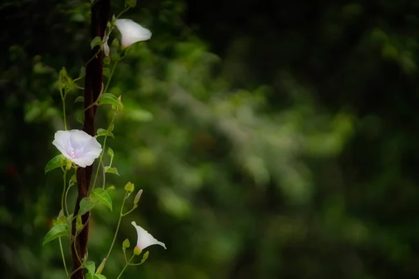 ソフト フォーカスの背景の白い花 Jacquemontia pringlei — ストック写真