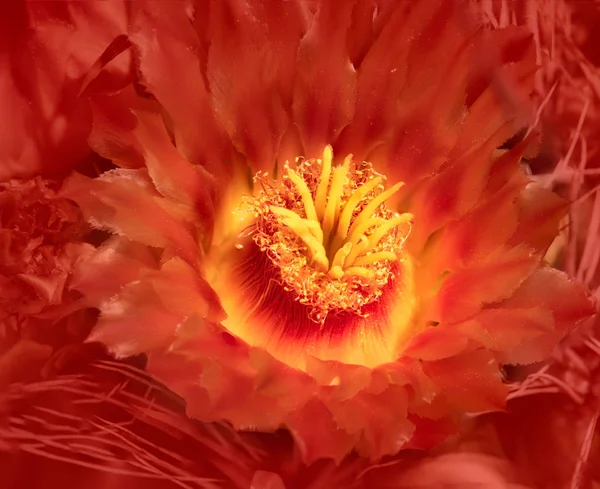 デザートブ ルームをすぐにオレンジ バレル サボテンの花 — ストック写真
