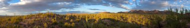 Saguaro Milli Park Amerikan Southwest Sonoran Çölü Panorama
