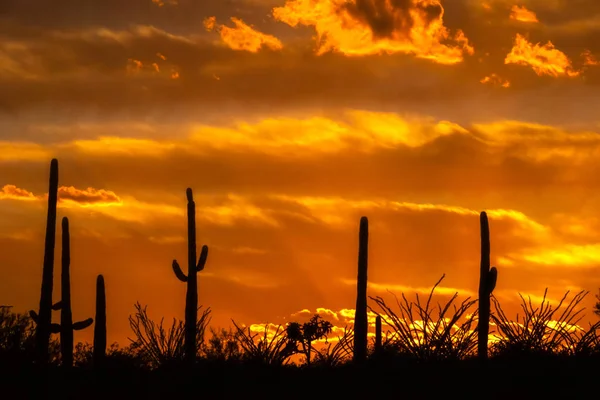 Oasi desertica al tramonto con nuvole e cielo color arancio — Foto Stock