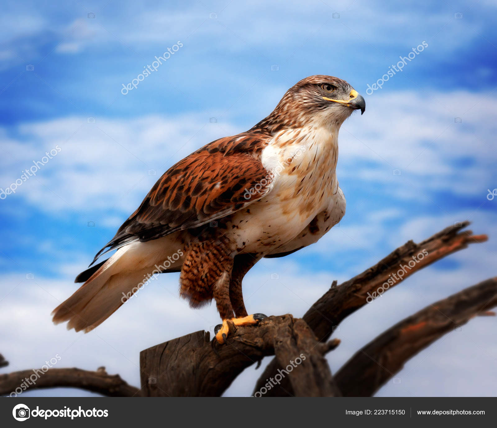 索诺兰沙漠中的铁毛鹰树枝——图库图片© JayPierstorff #223715150