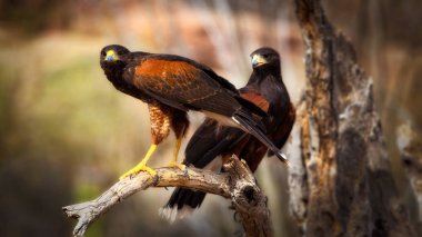 Two harris hawks perched on branch up close parabuteo unicinctus  clipart