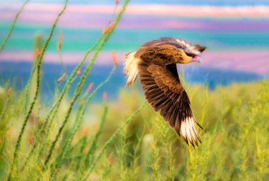 Tepeli Caracara Caracara cheriway dizesini dalı