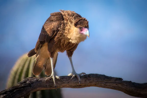 Caracara Caracara auf Zweig gehockt — Stockfoto