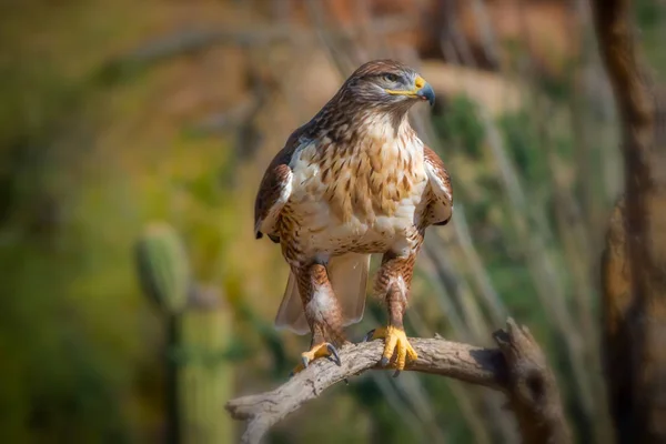 Eisenhaltiger Habicht auf Zweig in Sonora-Wüste — Stockfoto