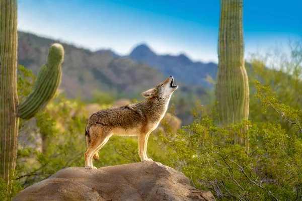 Coyote aullando parado en la roca con Saguaro Cacti — Foto de Stock