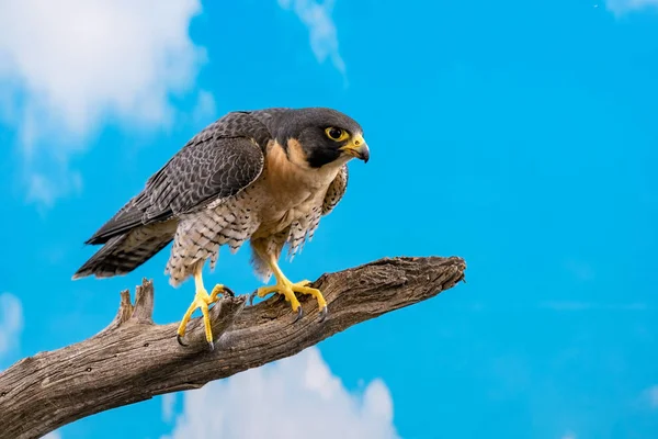 Wanderfalke auf Barsch mit blauem Himmel und Wolkenkulisse — Stockfoto