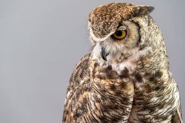 Düz Arka Plan İzole Büyük Boynuzlu Baykuş