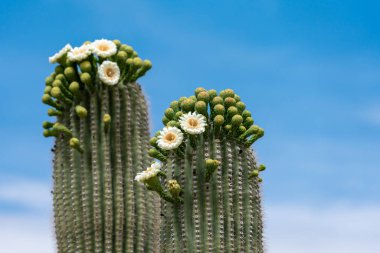 Gökyüzüne karşı üstte Saguaro Kaktüs Çiçekleri