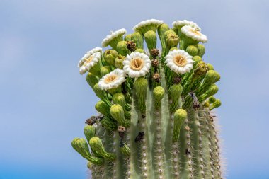Gökyüzüne karşı üstte Saguaro Kaktüs Çiçekleri