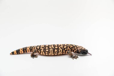 Gila Monster Heloderma suspectum beyaz arka plan üzerinde izole.