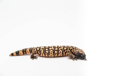 Gila Monster Heloderma suspectum beyaz arka plan üzerinde izole.