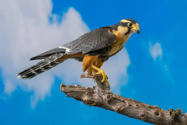 Aplomado falcon thront mit blauem Himmel Hintergrund — Stockfoto
