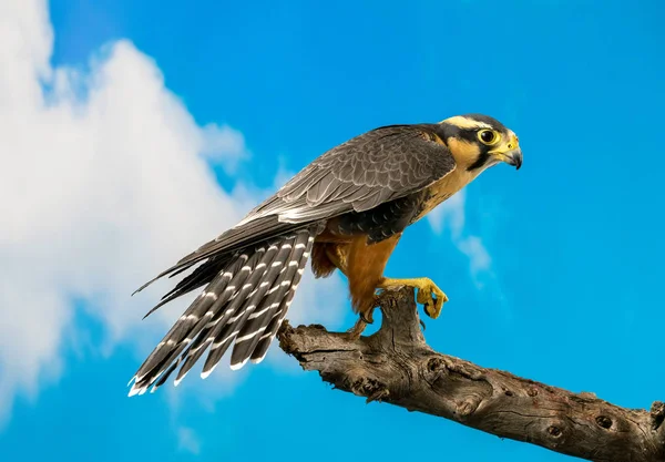 Aplomado falcon thront mit blauem Himmel Hintergrund — Stockfoto