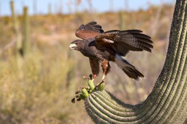 Harriss Hawk Parabuteo unicinctus Sonoran Çölü'nde