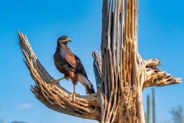 Harriss Hawk Parabuteo unicinctus Sonoran Çölü'nde