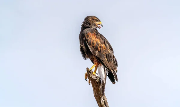 Harriss hawk parabuteo unicinctus in sonor wüste — Stockfoto