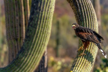 Harriss Hawk Parabuteo unicinctus Sonoran Çölü'nde