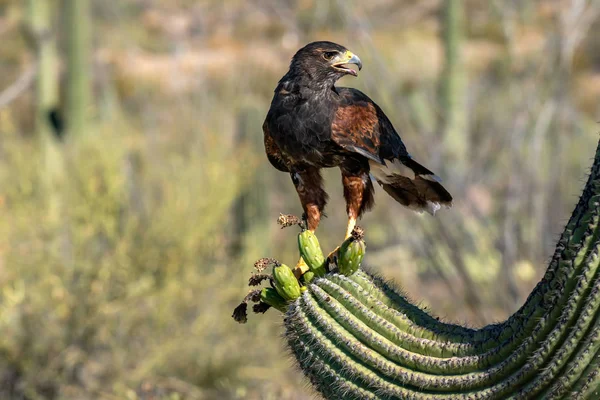 Harriss Hawk Parabuteo unicinctus Sonoran Çölü'nde — Stok fotoğraf