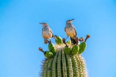 Saguaro kaktüs meyve gökyüzüne karşı üstte
