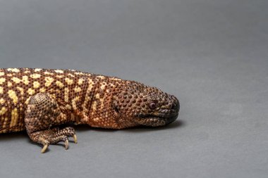 Beyaz arka planda Meksika boncuklu Lizard Heloderma korkunç.