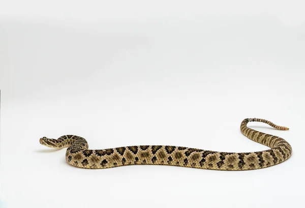 Baja csörgőkígyó (Crotalus Enyo), fehér alapon — Stock Fotó