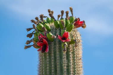 Saguaro kaktüs meyve gökyüzüne karşı üstte