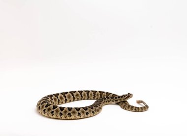 Baja Çıngıraklı Yılan Crotalus enyo, beyaz arka plan üzerinde