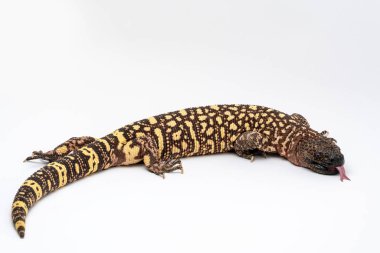 Beyaz arka planda Meksika boncuklu Lizard Heloderma korkunç.