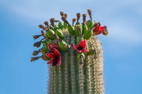 Saguaro kaktüs meyve gökyüzüne karşı üstte