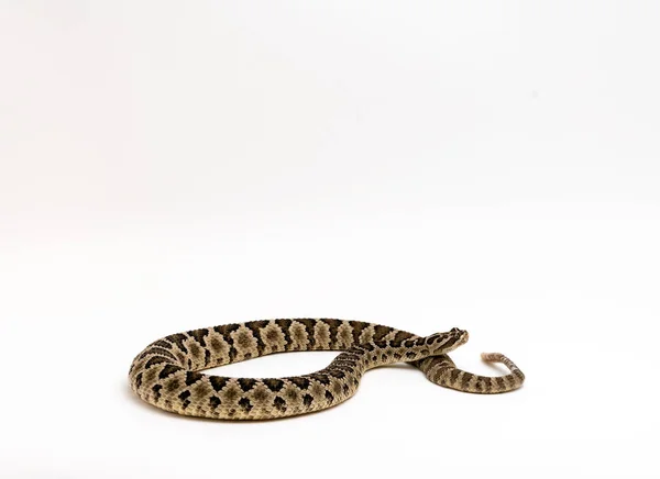 Baja Rattlesnake Crotalus Enyo, na białym tle — Zdjęcie stockowe