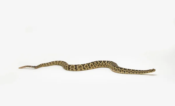 바하 방울뱀 크로탈루스 enyo, 흰색 배경에 — 스톡 사진