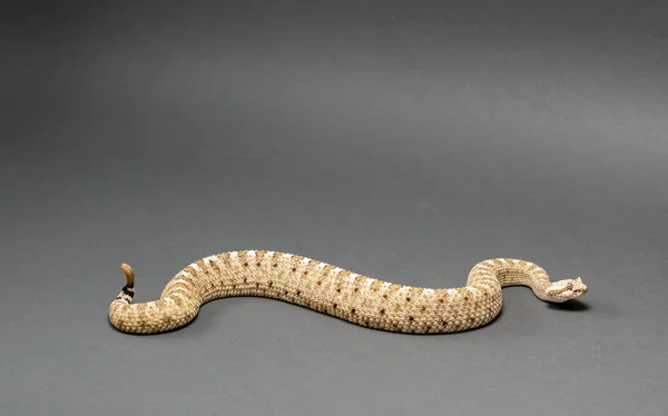 Egy Sonoran sivatag Sidewinder csörgőkígyó Crotalus cerastes cercobombus elszigetelt — Stock Fotó