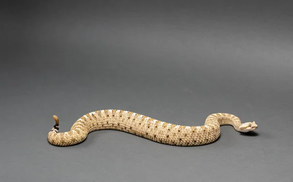 Een Sonoran Desert SideWinder Rattlesnake Crotalus Cerastes cercobombus geïsoleerd — Stockfoto