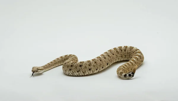 A Sonoran Desert Sidewinder Rattlesnake Crotalus cerastes cercobombus isolated — Stock Photo, Image